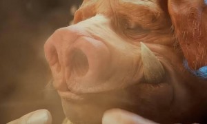 跳票王有消息了？传闻《超越善恶2》或将采用AI开发