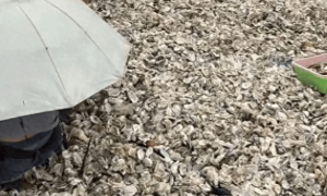 台风后深圳一地“天降”捡不完的生蚝?紧急提醒