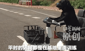 网友看到拉布拉多开车,“一边开一边狂吠”,狗主人称练了1个月就能上路;当地交管局:将反馈交警部门